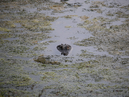 Alligatorの写真素材