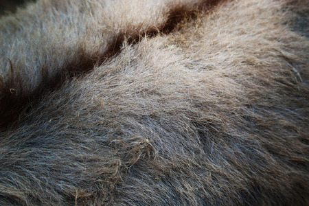 Donkey Furの写真素材