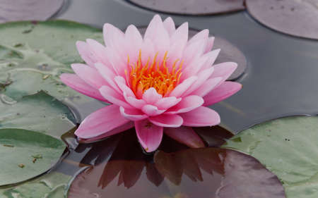 Pink lily water
