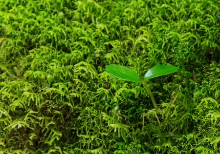 new life 