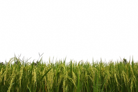 Rice fieldの写真素材