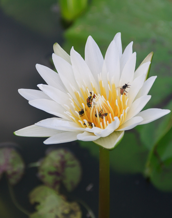 White lily waterの写真素材
