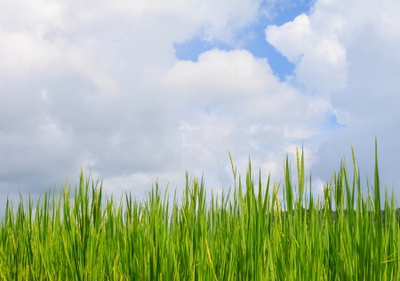 rice fieldの写真素材
