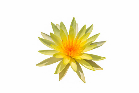 yellow water lily on white backgroundの写真素材