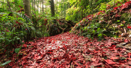 Maple leaf in jungle