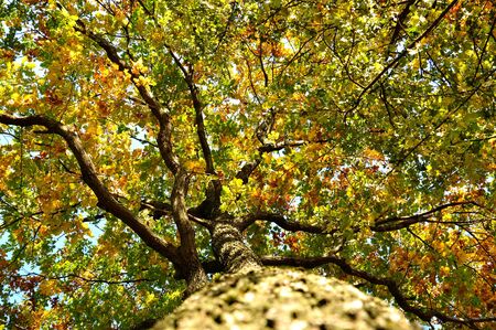 Colorful leaves and treeの写真素材