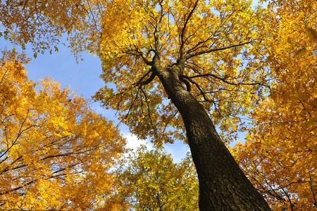 The forest in autumn