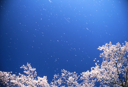 Spring breezeの写真素材