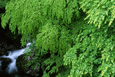 Rainy fresh greenの写真素材