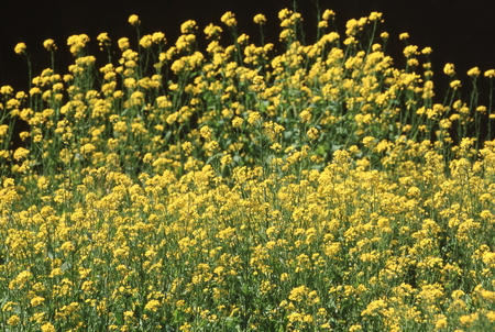 Rape blossomsの写真素材