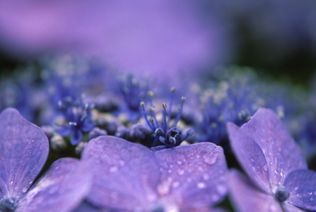 Hydrangea macrophyllaの写真素材