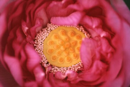 Lotusの写真素材