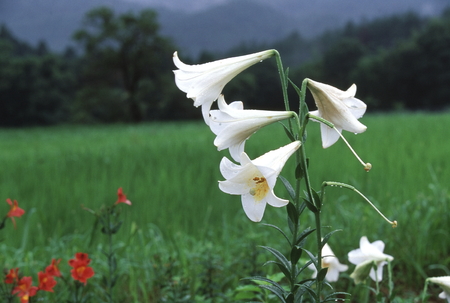 Summer mountain villageの写真素材