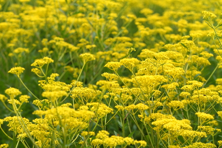 Golden lace