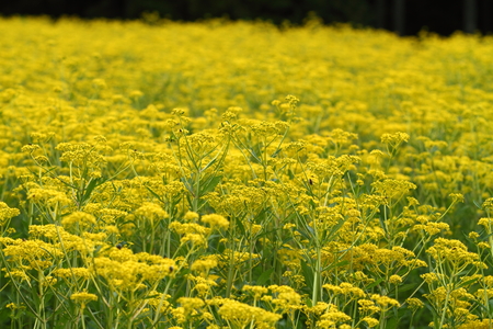 Golden laceの写真素材