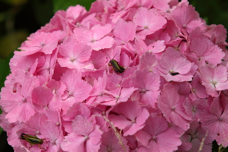 Hydrangea and grasshopper