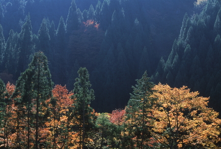 Mountain colored leavesの写真素材
