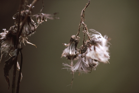 Flower which diedの写真素材