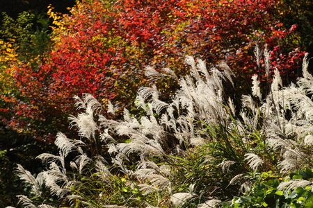 Japanese pampas grass and colored leavesの写真素材