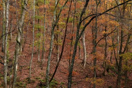 Late autumn coppice