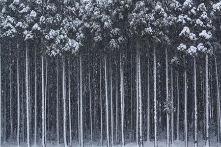Snowy cryptomeria forestの写真素材