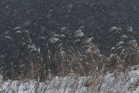 Snowy riverbankの写真素材