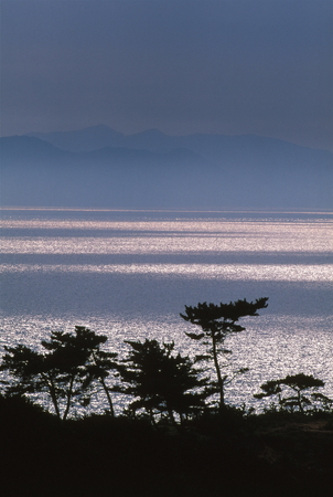 Pine of shoreの写真素材