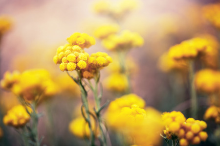 Many beautiful meadow wild yellow soft flowers in natural bright colorful red background in spring field. Vintage sunny outdoor photo in parkの写真素材