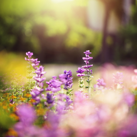 beautiful lilac flowers in city park. Bright colorful flowerbedの写真素材