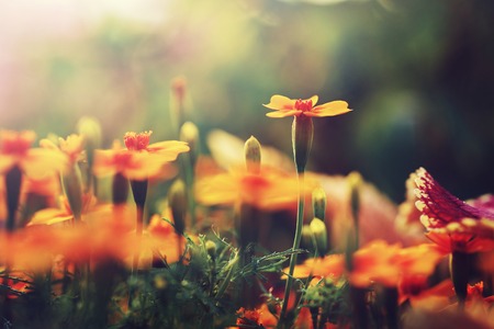 orange flowers in garden flowerbed. Vintage nature outdoor autumn photoの写真素材