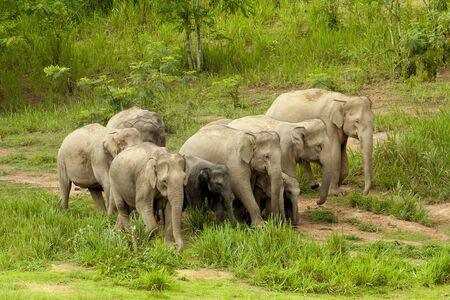 wild elephant from thailandの写真素材