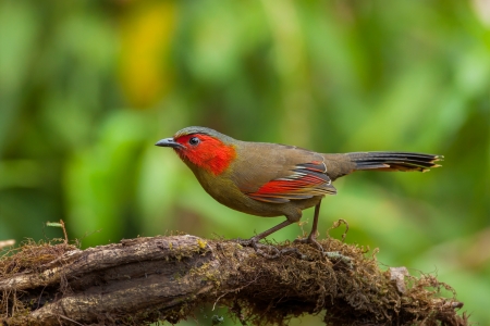 Scarlet-faced Liocichla on branch,thailandの写真素材