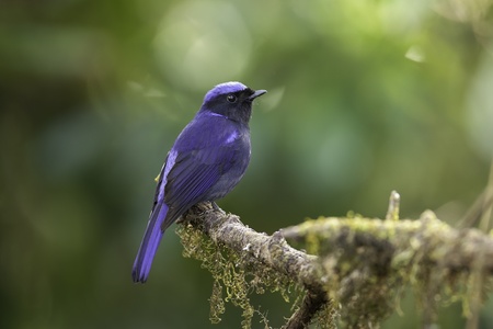 Large niltava on branch, thailandの写真素材