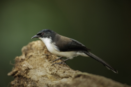 Dark-backed Sibia  or Black-backed Sibia,thailandの写真素材