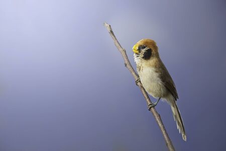 Spot-breasted Parrotbill on branch,doilang,thailandの写真素材