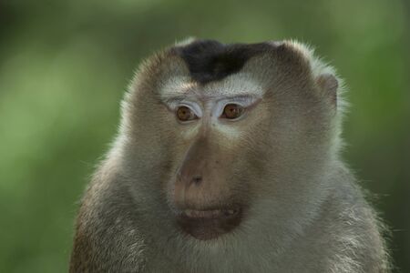 Pig-Tailed Macaque  Monkey at kaoyai NP, Thailand の写真素材