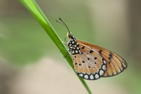 Butterfly on a greeb leafの写真素材