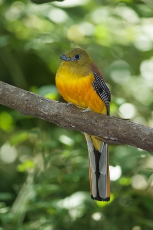 Orange-breasted Trogon on branch, thailandの写真素材