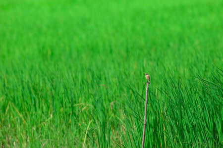 bird in rice plantation , Thailandの写真素材