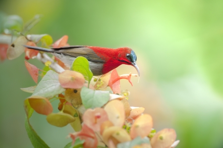 Crimson sunbird on flower,thailandの写真素材
