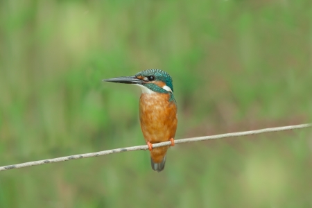 Common Kingfisher on branch,thailandの写真素材