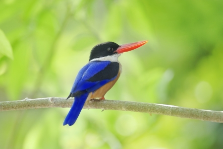 black-capped kingfisher on branch from thailandの写真素材