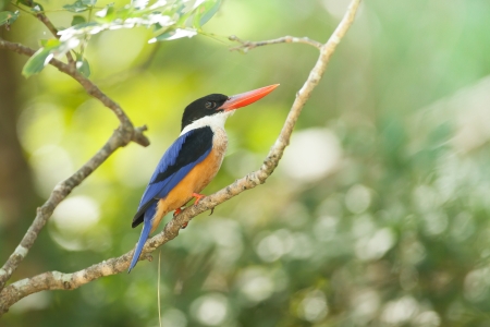 black-capped kingfisher on branch from thailandの写真素材