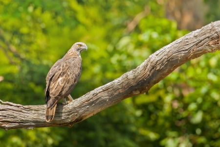 Changeable Hawk-Eagle waiting for food on branch,thailand