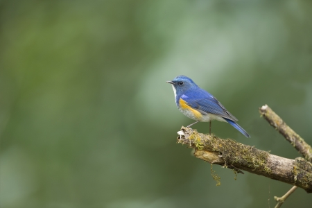 Orange-flanked Bush Robin on branch,thailandの写真素材