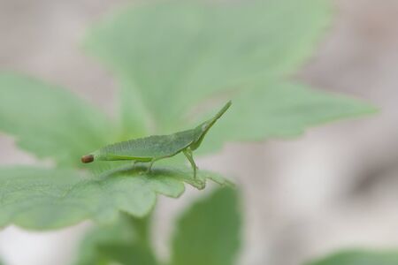 Grasshopper on green leaf,thailandの写真素材