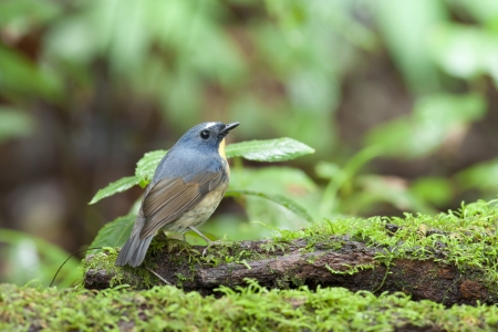 Snowy-browed Flycatcher from Doi inthanon, thailandの写真素材