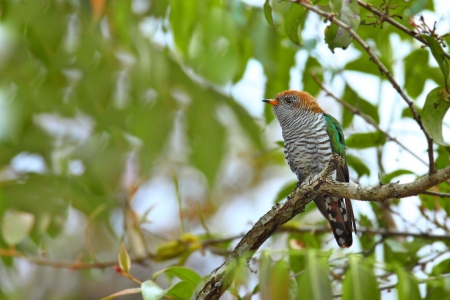 Asian emerald Cuckoo on branch at khaoyai,thailand の写真素材