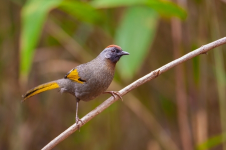 Chestnut-crowned Laughingthrush on branch,thailandの写真素材