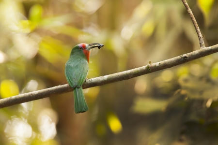 Red-bearded Bee-eater on the branch with food,thailandの写真素材